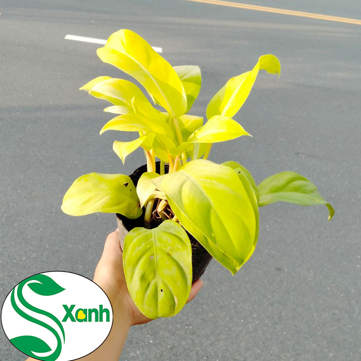 Cây Trầu Bà Vàng