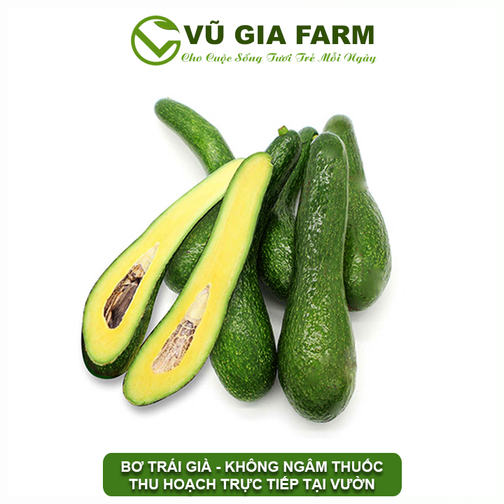 VG FARM Bơ 034 Bảo Lộc Lâm Đồng ( 4-5 trái kg ) - Bơ hái trực tiếp tại vườn không lo hoá chất - Cơm vàng, sáp dẻo bao ăn thumbnail