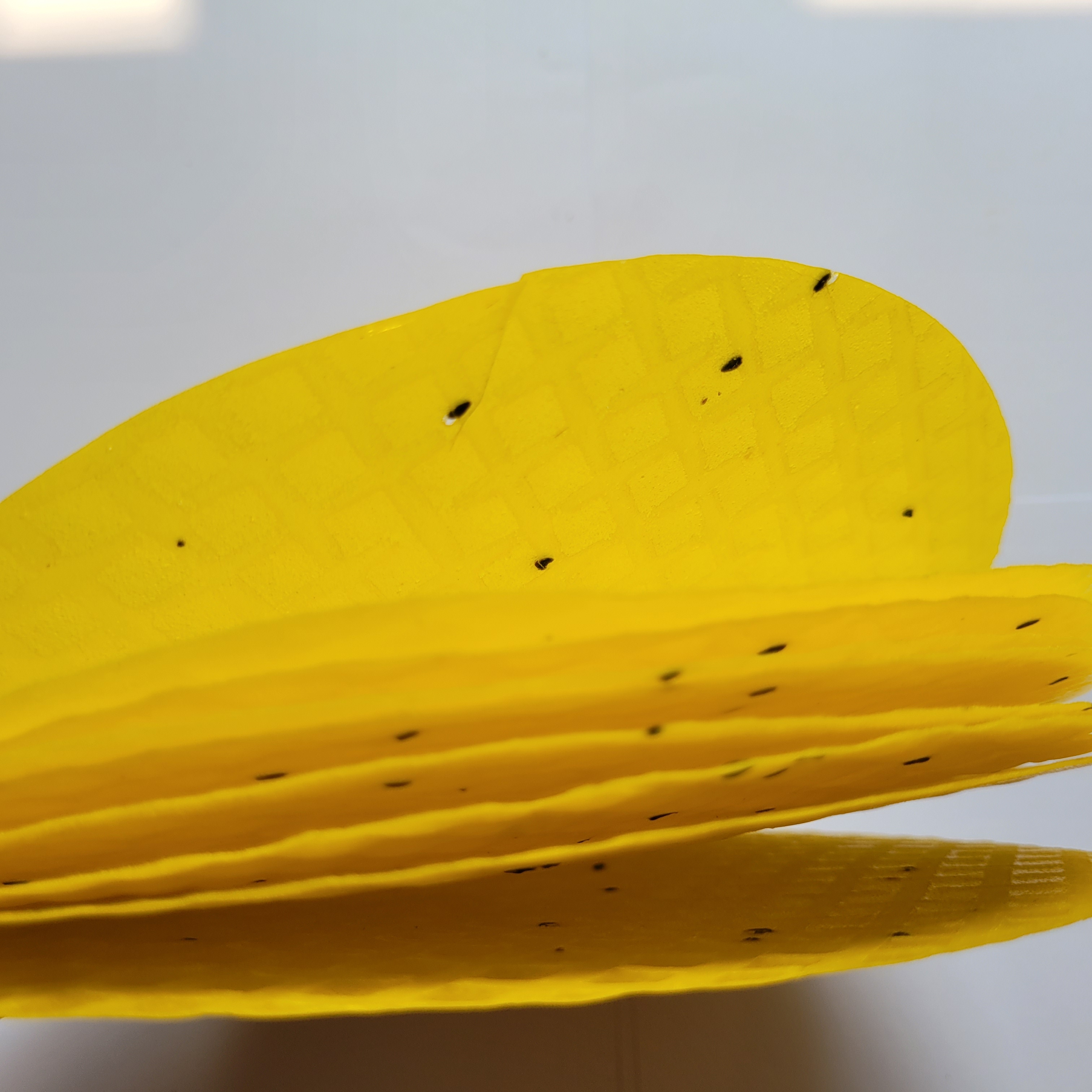 Túi 1KG Bánh tráng nướng mè vàng dùng làm bánh tráng nướng