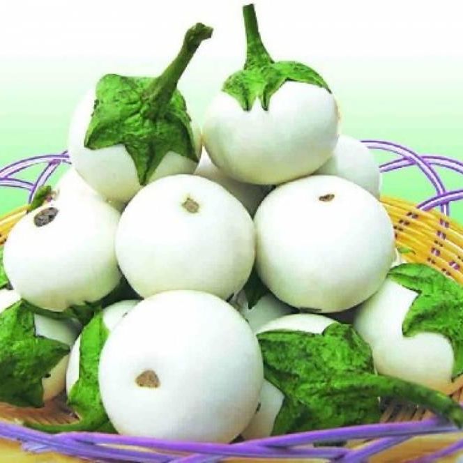 [HCM] Hạt giống Cà pháo trắng - Gói 0.5g