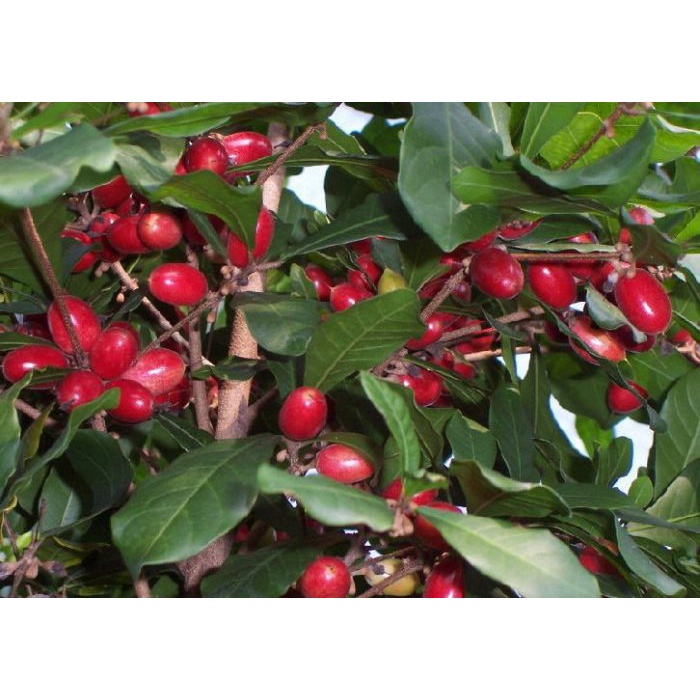 CÂY GIỐNG CÂY THẦN KỲ [ Cây giống cao 20cm ] [RẺ HƠN HOÀN TIỀN] _)