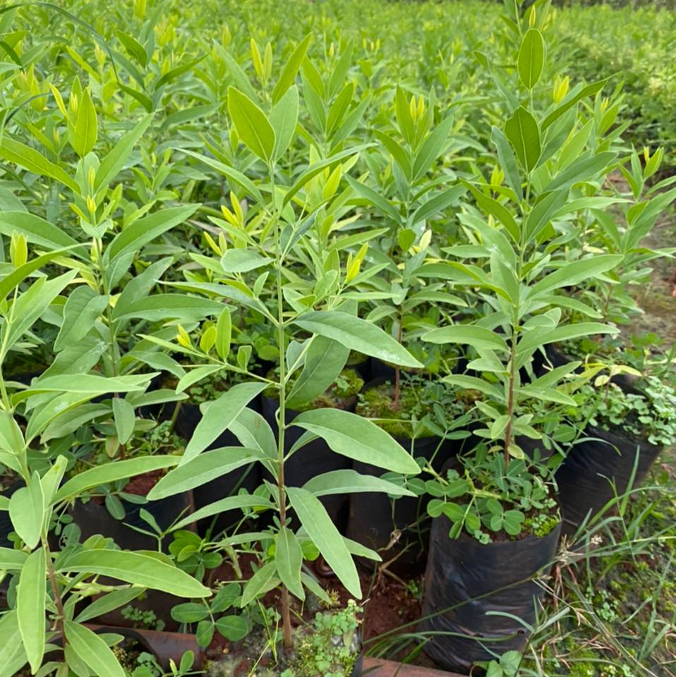 Cây giống gỗ đàn hương Ấn Độ thuần chủng