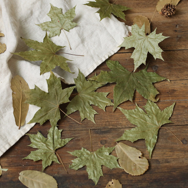 Natural%20Maple%20Leaf%20Dry%20Leaves%20Autumn%20Fall%20Foliage%20Red%20Color%20For%20Photography%20Props%20Photo%20Studio%20Accessories%20Decoration%20-%20Image%203