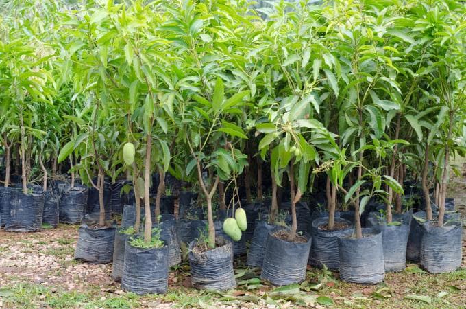 Cây giống xoài thái cao 1.5m