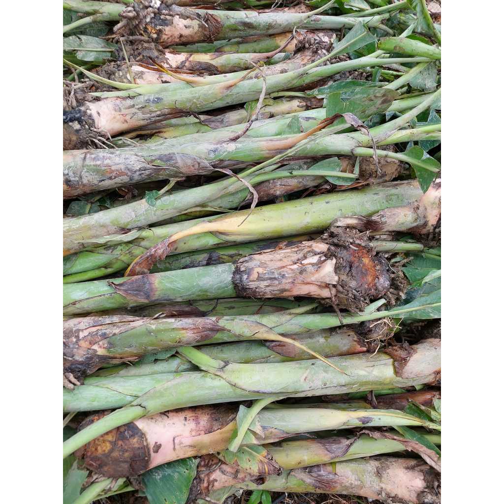 Cây giống chuối hột rừng - cây con tách mẹ