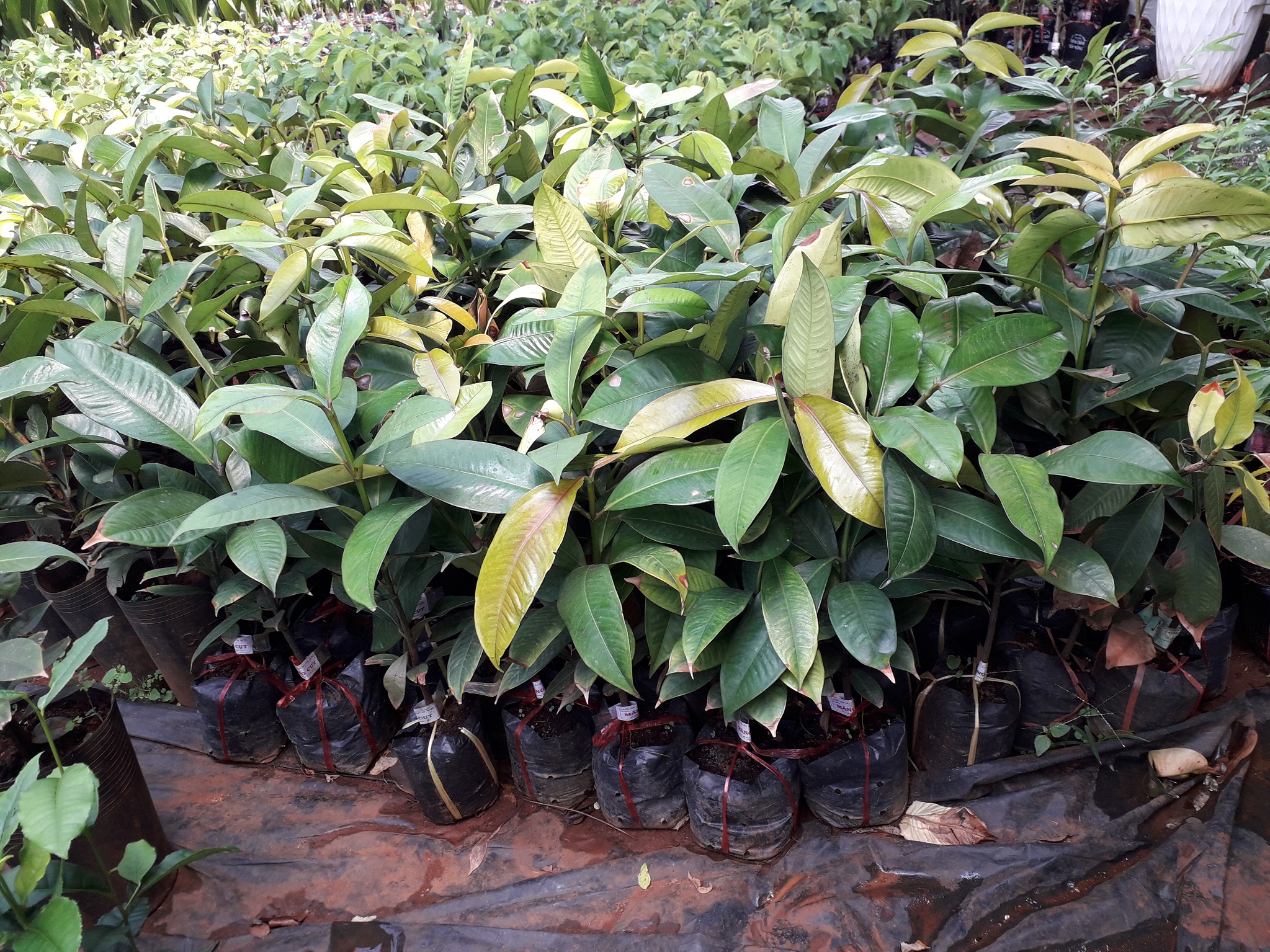 Cây giống Măng cụt ( Giống chuẩn ươm từ Hạt).