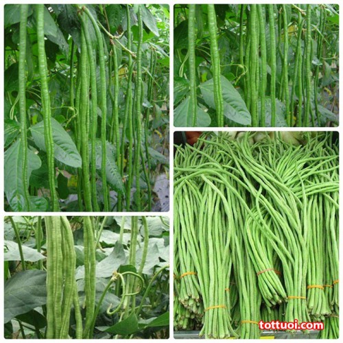 Hạt giống đậu đũa hạt đen dạng cây - Gói 20g
