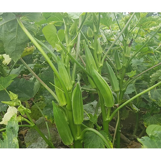 HẠT GIỐNG ĐẬU BẮP CAO SẢN GÓI 20GRAM