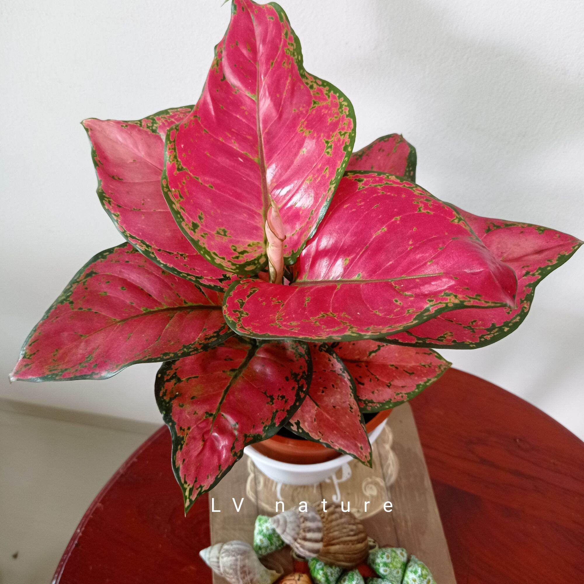 aglaonema ruby red (It's a seed, not a plant!)real live plant pokok ...