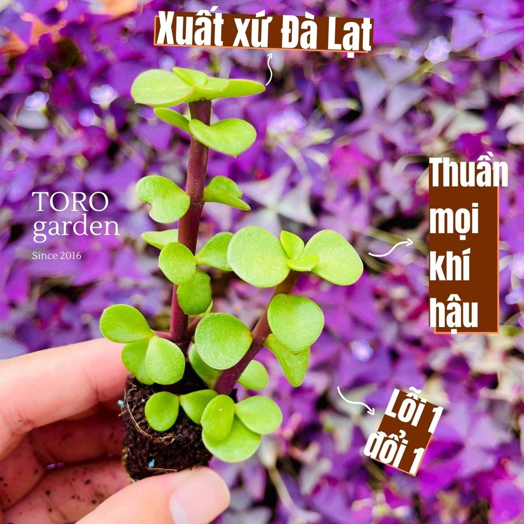 SEN ĐÁ ĐÔ LA SIZE MINI  ĐÀ LẠT  HƯ 1 ĐỔI 1  SIÊU CUTE