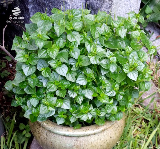 Rau càng cua - bầu cây giống