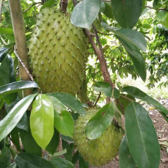 Cây giống mãng cầu xiêm thái