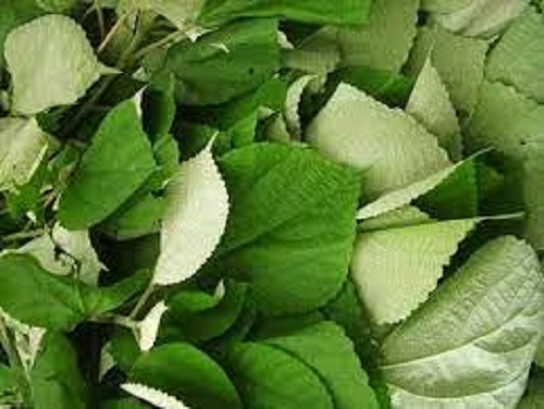 500gr lá gai tươi sạch làm bánh, nhiều công dụng - cây nhà trồng