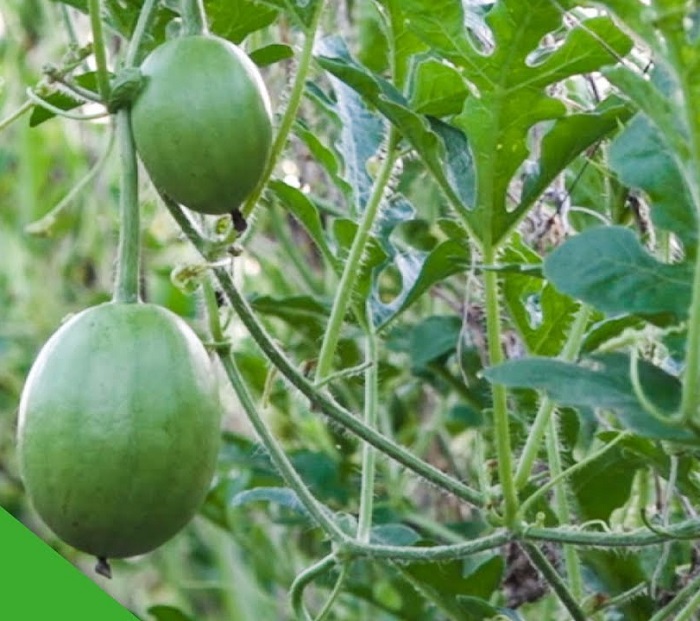 Hạt giống dưa hấu nụ, dưa canh - gói 5 gram