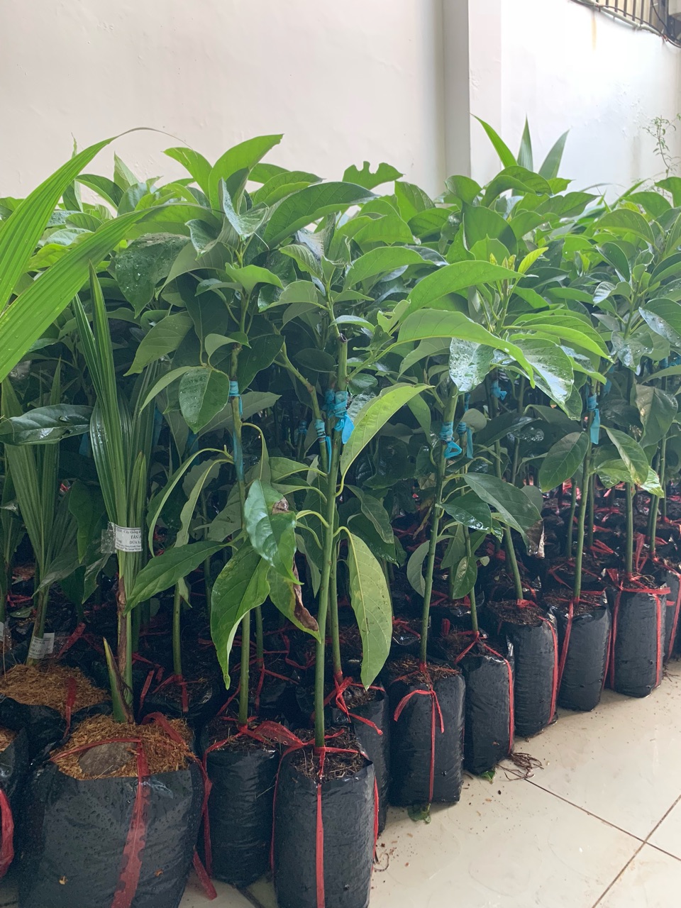 Cây giống bơ 034