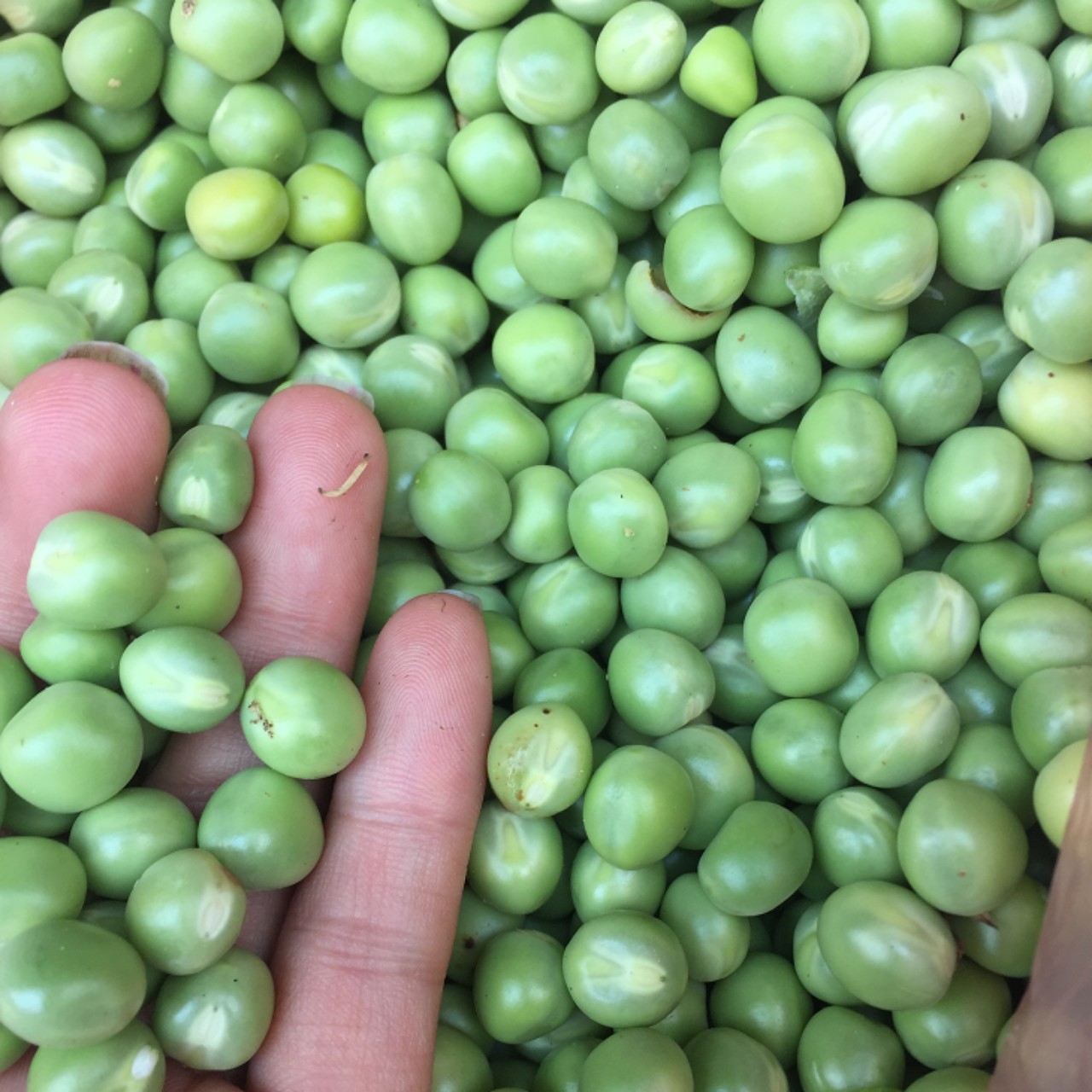 ĐẬU HÀ LAN NGUYÊN HẠT NHẬP KHẨU 500g