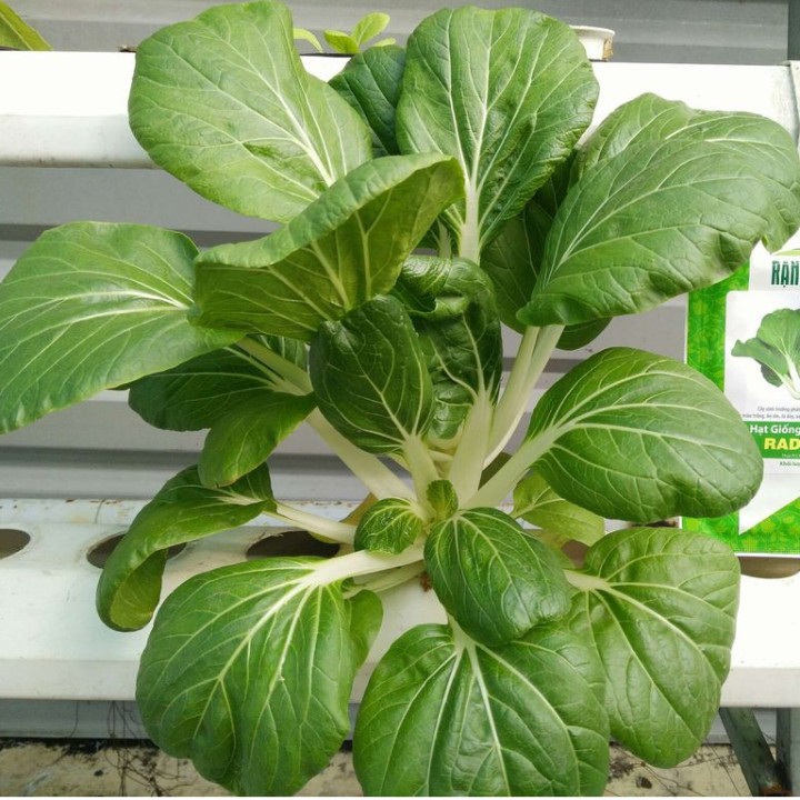 Hạt giống Cải bẹ trắng gói 20gr