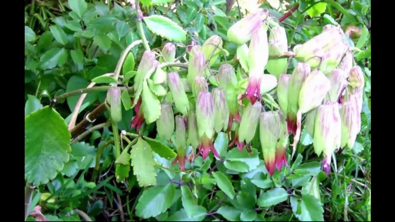 1 cây lá bỏng ta con (hoa sống đời ta)- cây giống