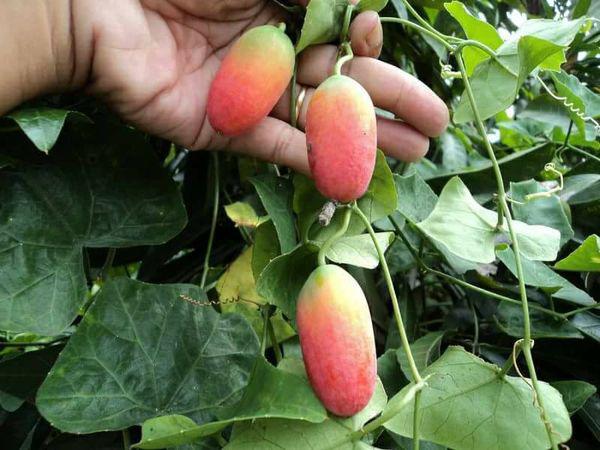 Hạt giống Cây Bình Bát Dây - gói 20 hạt