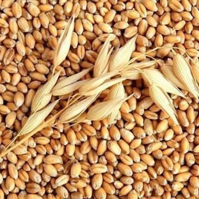 Hạt Giống Cỏ Lúa Mì Wheatgrass