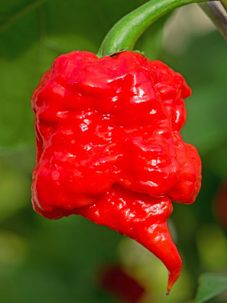 5 hạt giống ớt - cay nhất thế giới c.reaper tặng kèm kích mầm