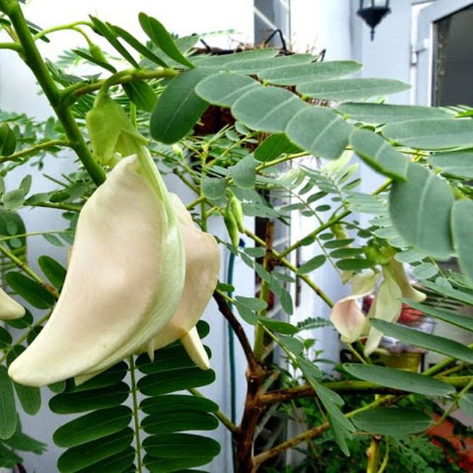 Hạt Giống So Đũa, Bông So Đũa (2gr)