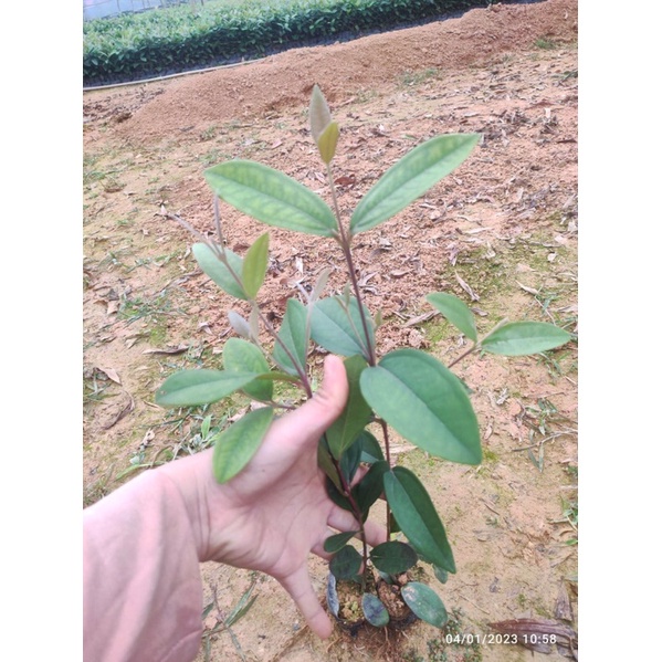 Cây sim rừng ăn quả
