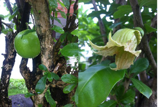 cây đào tiên trường sinh giống