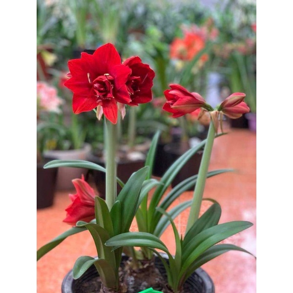 Củ LAN HUỆ tây kép ĐỎ NHUNG (size siêu to)