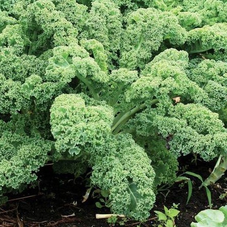 HẠT GIỐNG CẢI KALE XANH GÓI 200 HẠT