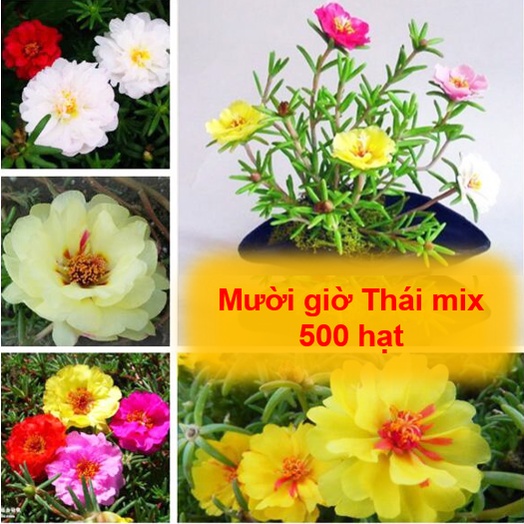 Hạt giống hoa mười giờ Thái mix - Hoa nở quanh năm