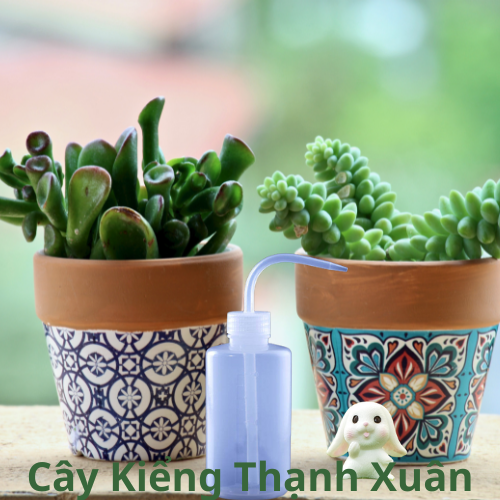 Bình tưới vòi cong 250ml - Bình tưới sen đá