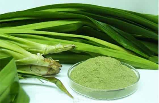 500g Bột Lá Nếp (Lá Dứa) Nguyên Chất Sấy Lạnh 100%