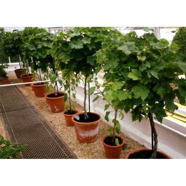 Cây Nho Lùn Pháp (giống ra quả nhanh nhất)