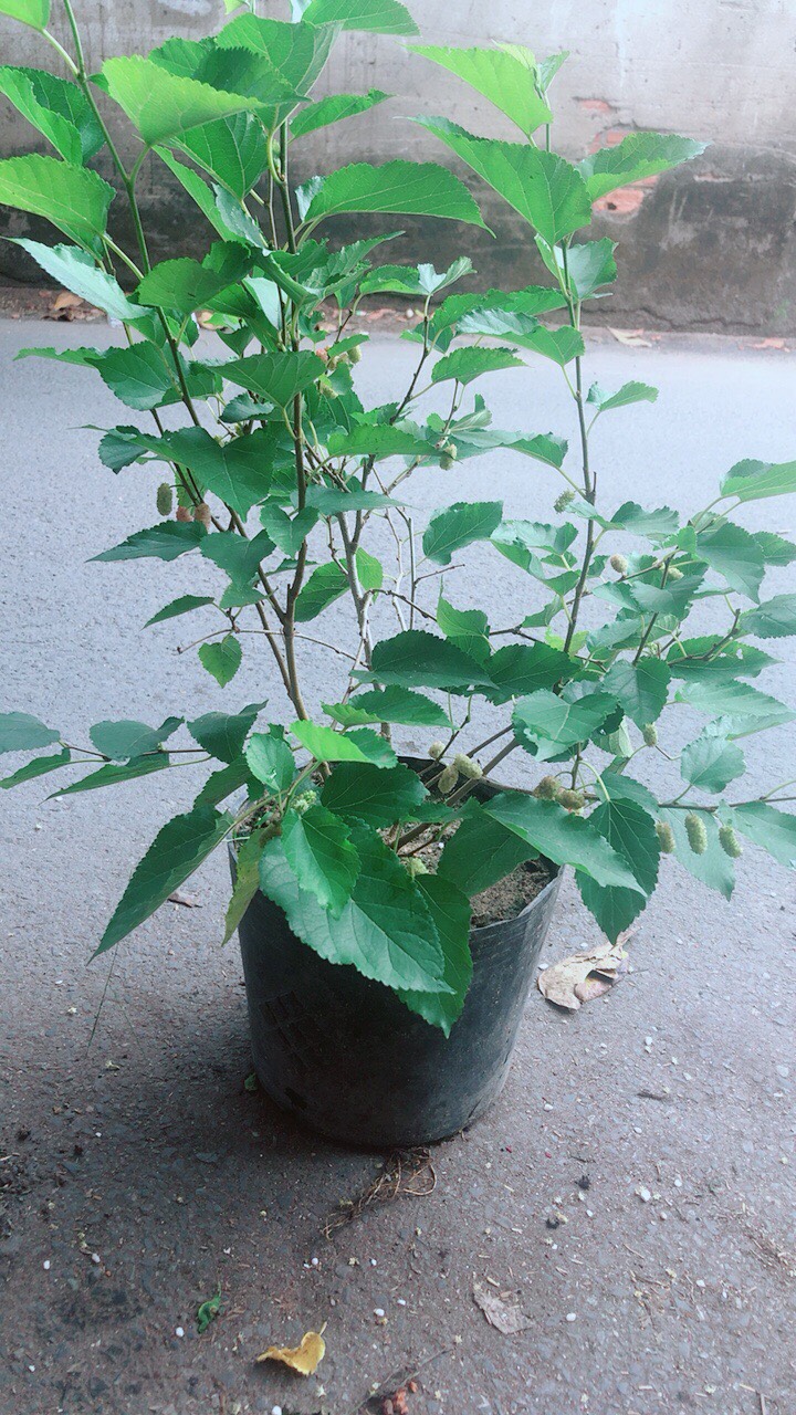 Cây Dâu Tằm