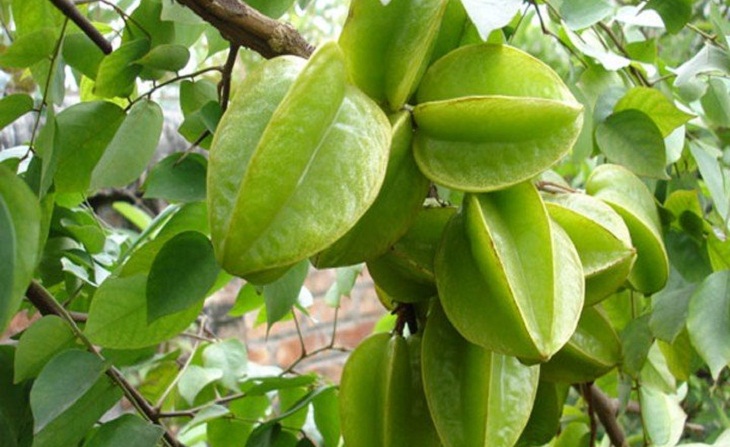 Cây giống Khế ngọt B10 Malaysia. ( Cho trái sớm sau 18 tháng , siêu trái ).