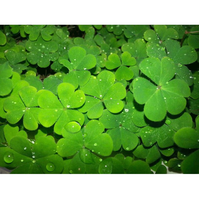 Hạt giống cỏ ba lá 100g - tỉ lệ nảy mầm cao