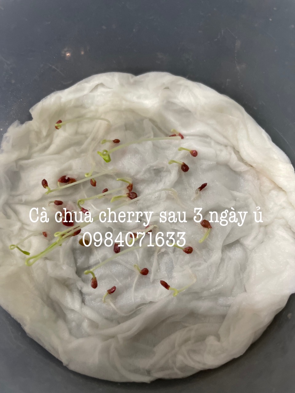 Hạt giống cà chua cherry đỏ Thái Lan