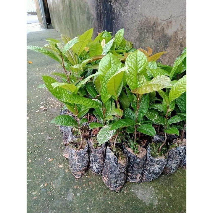 CÂY GIỐNG CHÈ HOA VÀNG-TRÀ HOA  VÀNG