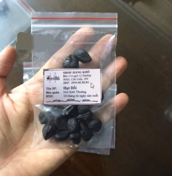 20 Hạt Dổi rừng Tây Bắc