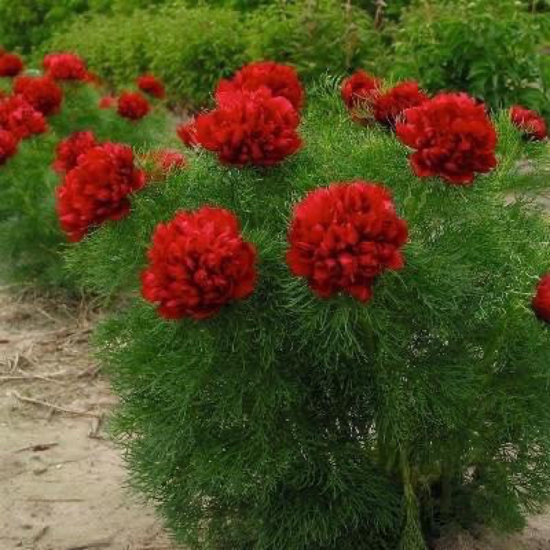 củ giống hoa bụi thảo nguyên cho hoa tết(1củ)