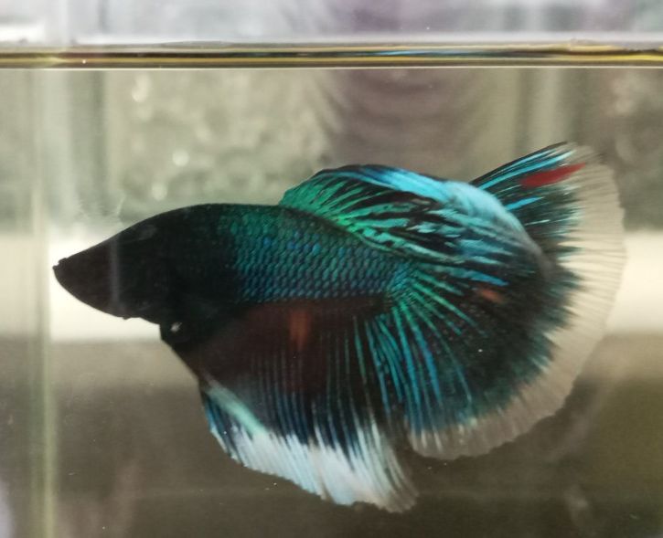 Betta Halfmoon đa sắc + Cám Tomboy TB1 10g
