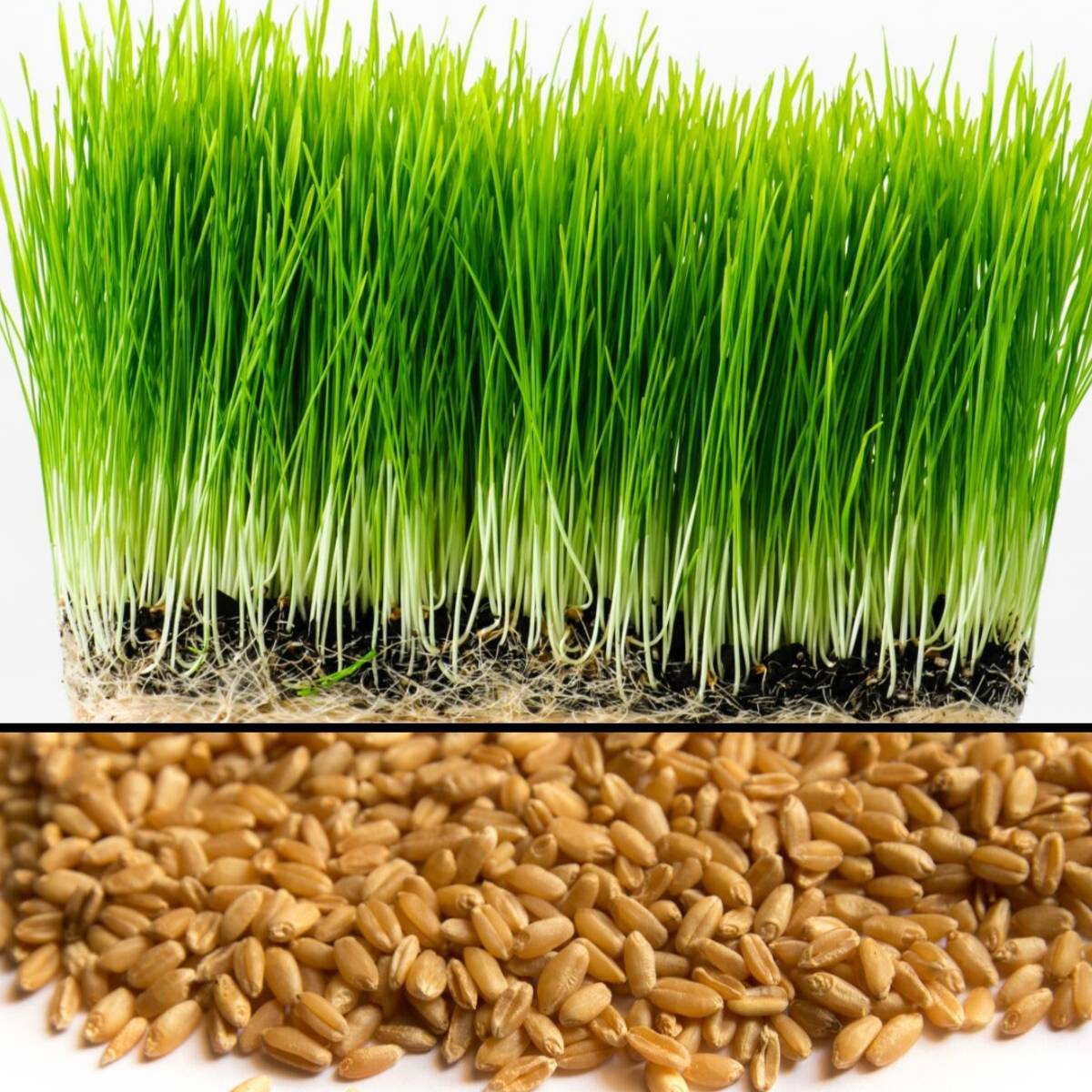 HẠT CỎ LÚA MÌ (CỎ MÈO) 500G - DỄ TRỒNG , DỄ CHĂM SÓC
