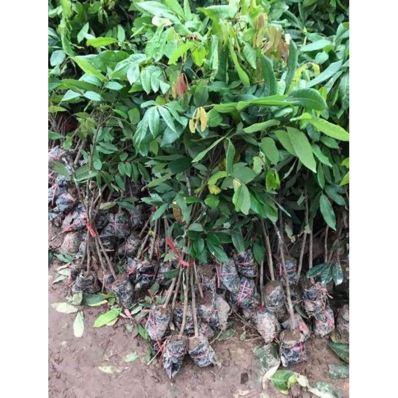 Cây giống nhãn lồng Hưng Yên (quả to, cùi dày, siêu ngọt)