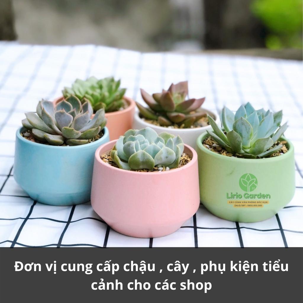 cây sen đá bầu kèm chậu hạt dẻ nhỏ [ tặng kèm đất trồng cây ]