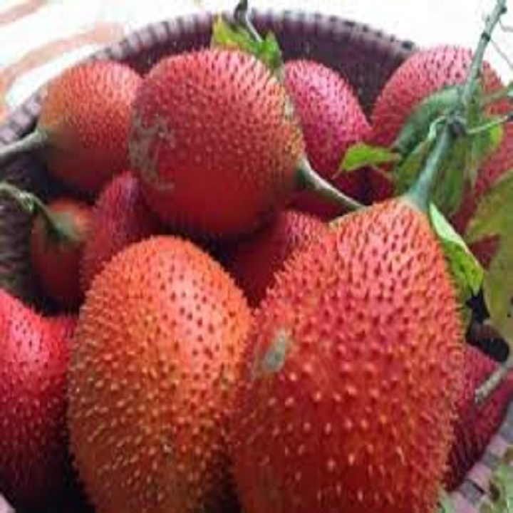 CÂY GIỐNG GẤC NẾP