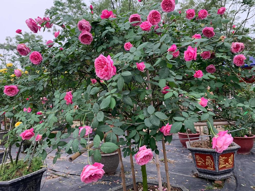 Hoa Hồng Cổ Sapa - cây tree thân gỗ size to