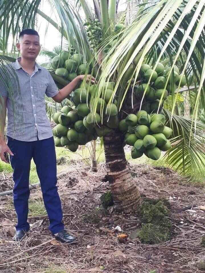 cây giống dừa dứa (siêu sớm có bảo hành)