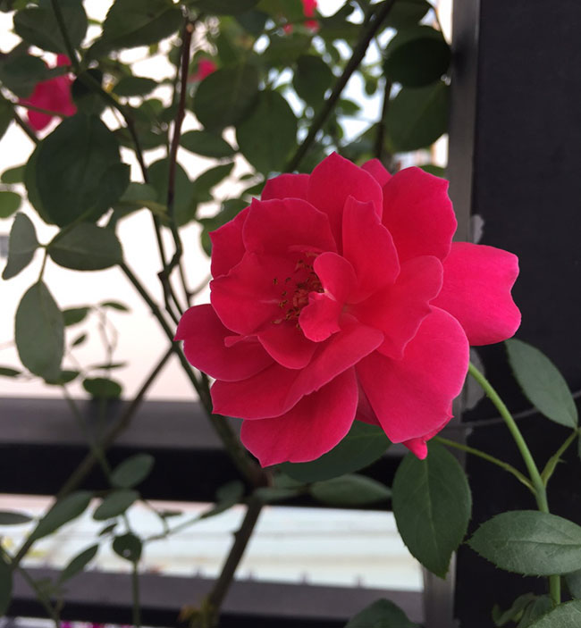 Cây Hoa Hồng Nhung - cây cảnh để bàn