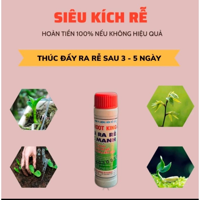 KÍCH RA RỄ ROOT KING SIÊU NHANH